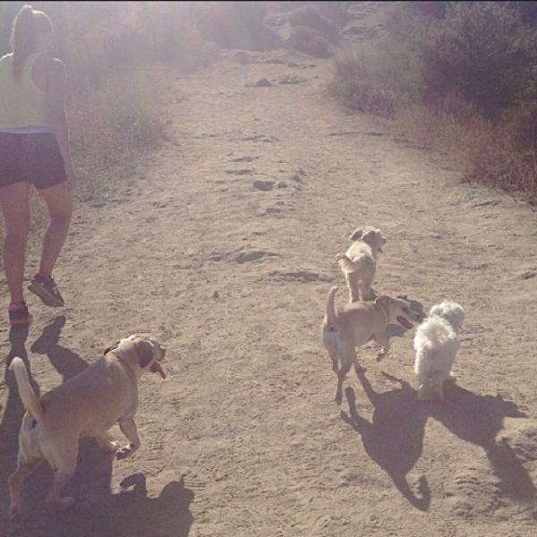 A hike with the pups