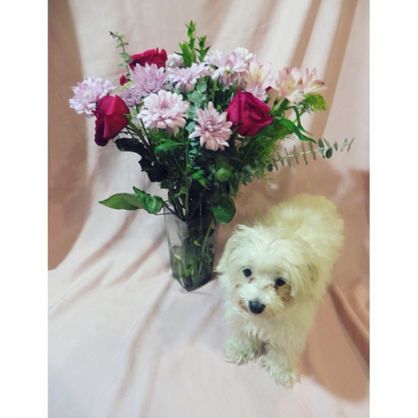 Nothing says welcome home better than flowers and a puppy's love